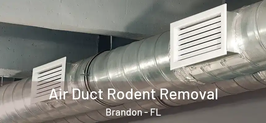 Air Duct Rodent Removal Brandon - FL