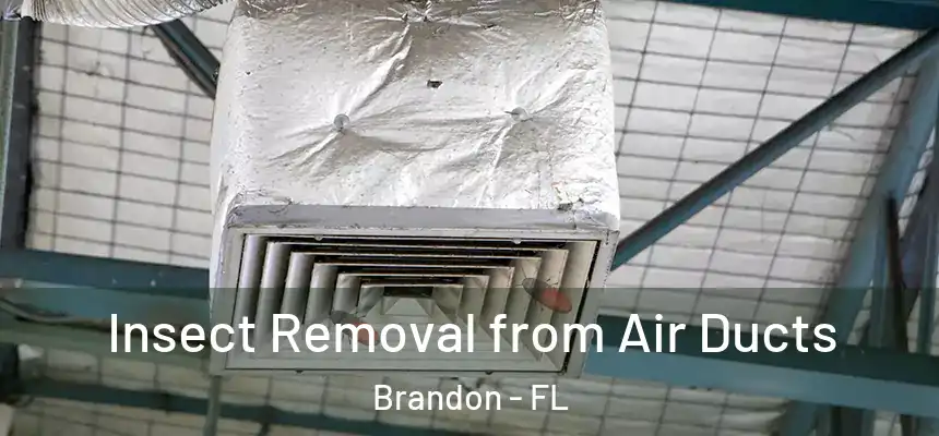 Insect Removal from Air Ducts Brandon - FL