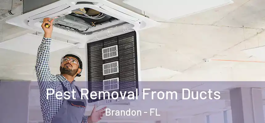 Pest Removal From Ducts Brandon - FL